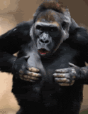 [Image: gorilla (1).gif]
